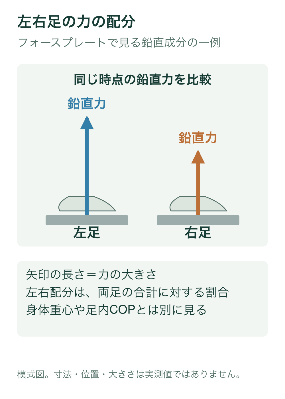 左右の足を別々のフォースプレートに置き、地面から足に作用する鉛直力を同じ尺度の上向き矢印で比較する模式図。