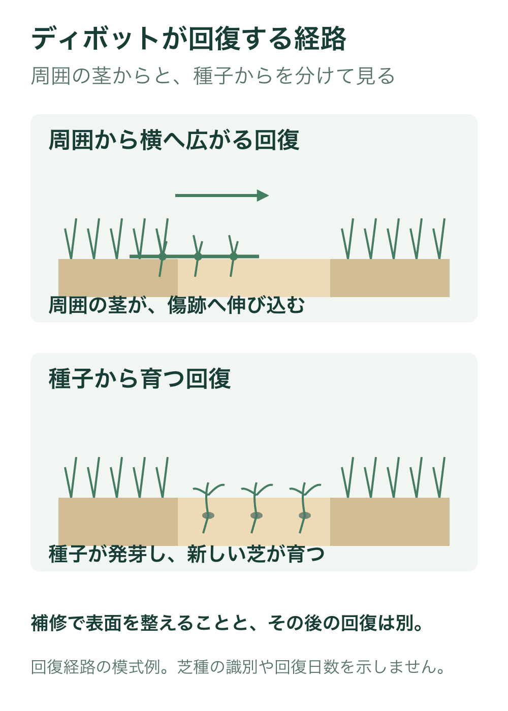上段は周囲の芝の茎が横へ伸びて傷跡へ入り込む例、下段は補修材中の種子が発芽して根と葉を伸ばす例を示す。