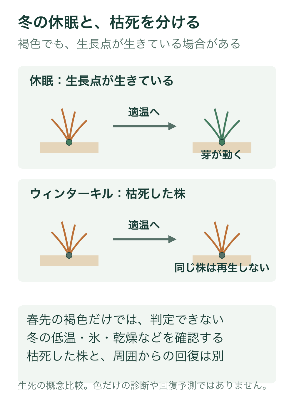 冬に褐色化した休眠株は生長点が生存していれば適温で緑の芽を伸ばす。一方、冬季に完全に枯死した株は同じ株から芽を再開しないという概念的な比較。