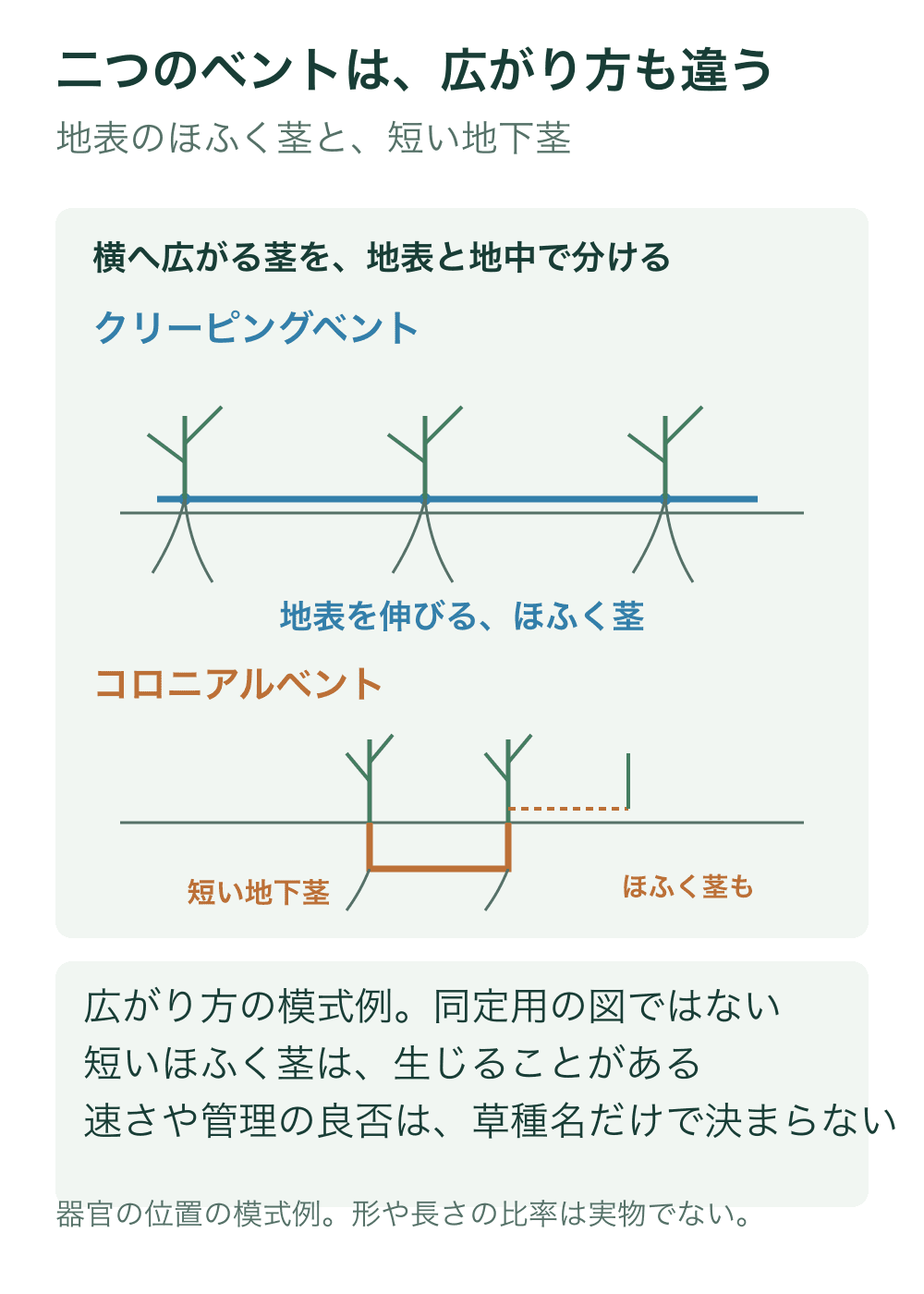 上段のクリーピングベントは地表を長く伸びるほふく茎と節の芽・根を示す。下段のコロニアルベントは短い地下茎を描き、生じることのある短いほふく茎を破線で示す。