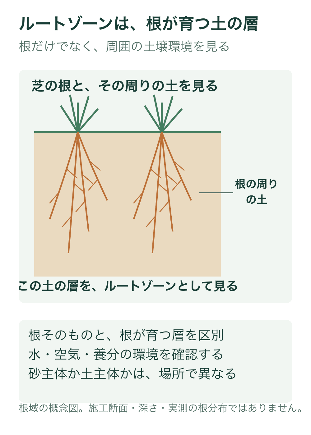 二つの芝株から根が土の中へ伸びる断面模式図。根の線とは別に、周囲の土の領域をルートゾーンとして示す。人工グリーンの施工層や規定深さは描かない。