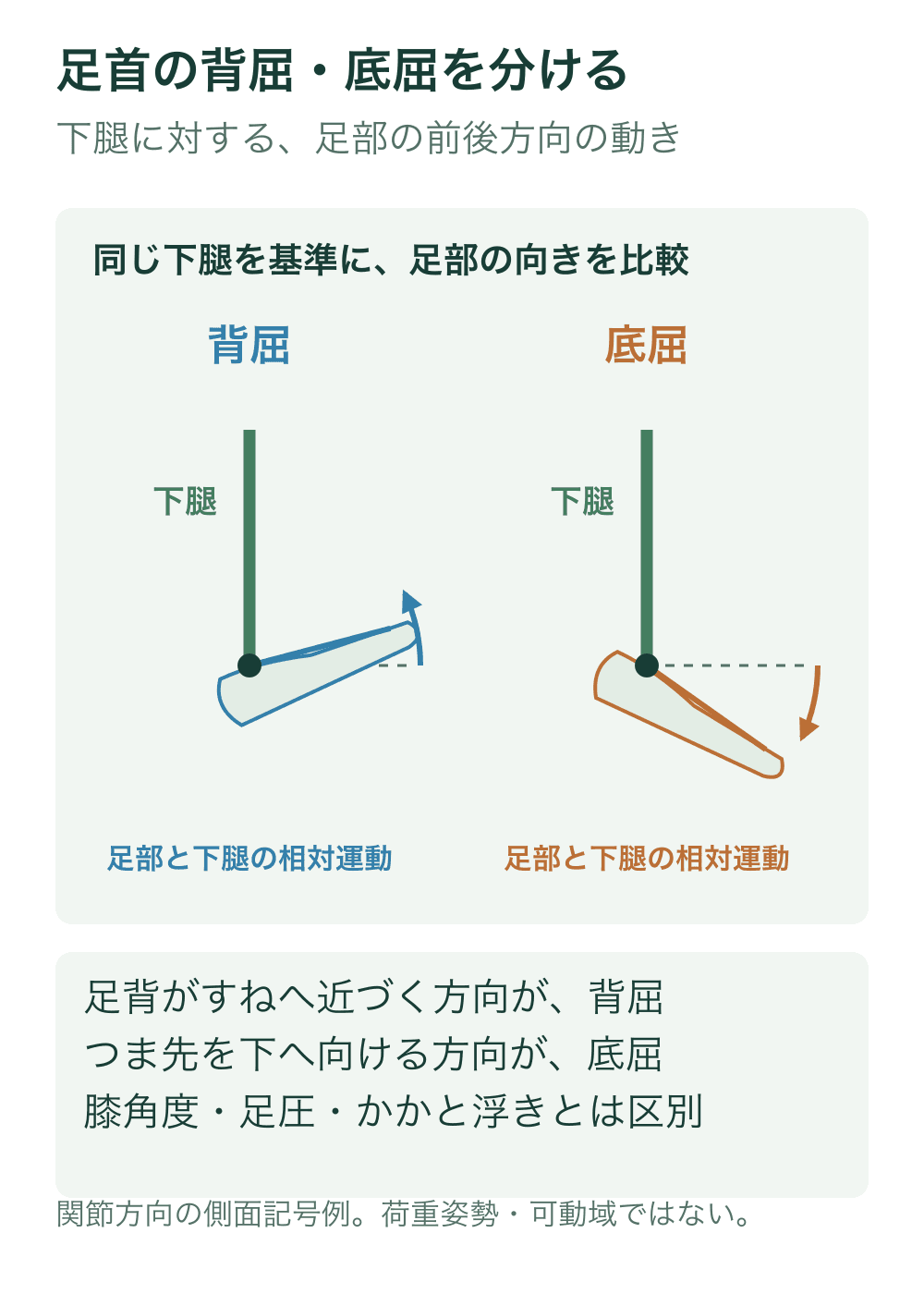下腿を固定した側面記号で、足部がすねへ近づく背屈と、つま先を下へ向ける底屈を比較する。