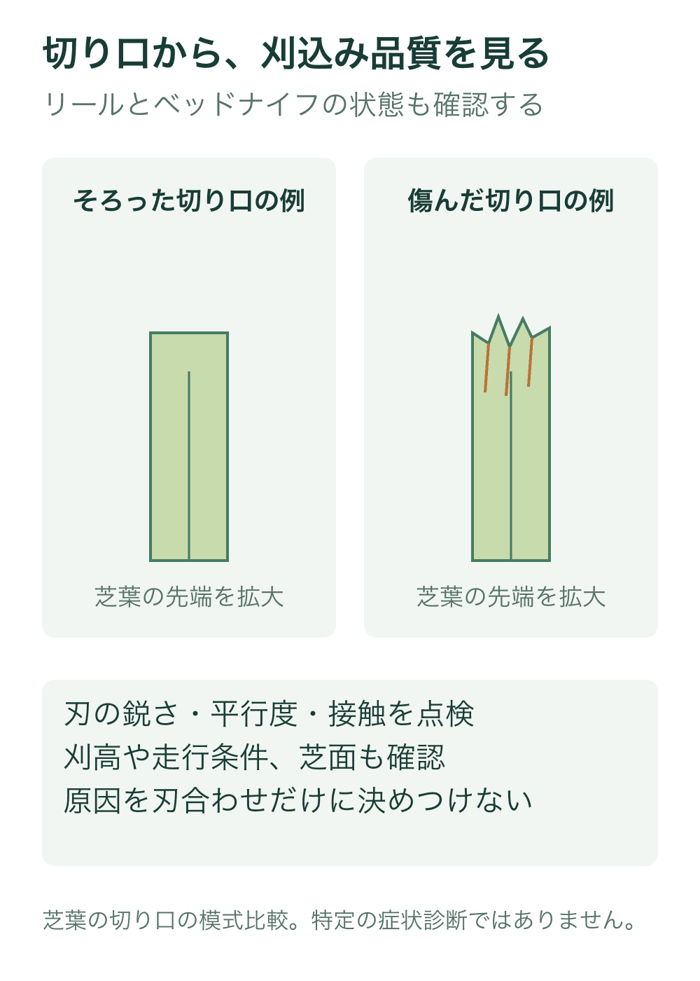 芝葉の先端を拡大し、そろった切り口と不規則に傷んだ切り口を比較する模式図。機械や刃の構造は再現していない。