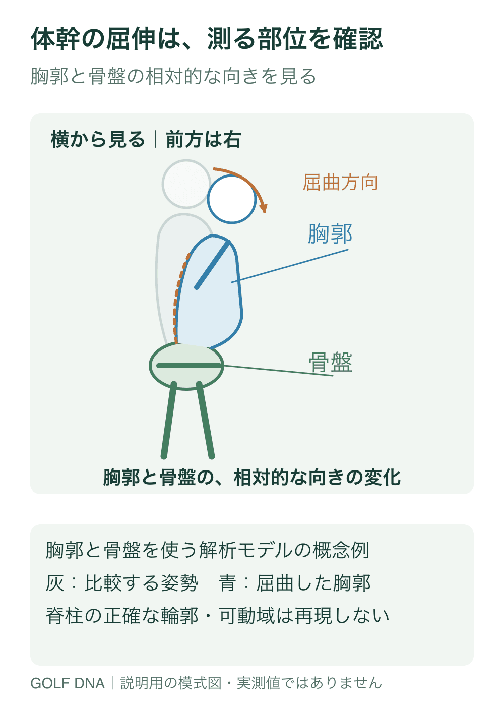 体幹の屈伸は、測る部位を確認。胸郭と骨盤の相対的な向きで体幹の屈曲伸展を扱う解析モデルの概念図です。骨盤に対して上部体幹が前へ曲がる方向を示し、個々の椎骨を直接計測した角度とは分けます。輪郭・回転中心・角度は解剖学的な実測や理想姿勢を再現していません。