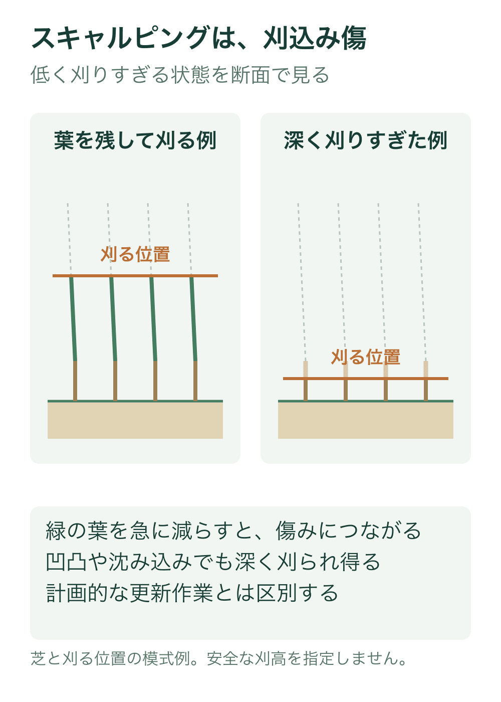 同じ地表に立つ芝の模式断面で、左は緑の葉を残す高さ、右は葉を失い茎に近い部分へ達する高さの刈込み位置を橙線で示す。薄い破線は刈る前の葉の範囲。