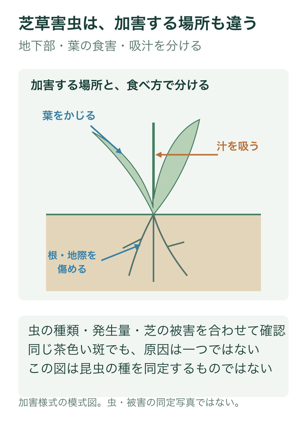 芝を記号化した断面に、葉をかじる、植物の汁を吸う、根や地際を傷めるという三つの加害様式の矢印を示す。