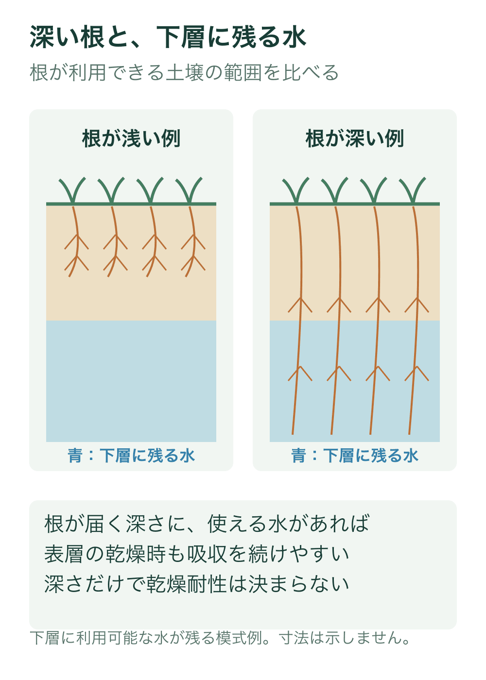 同じ水分状態の土壌で浅い根と深い根を比較。青で示す下層の水に、右の深い根は届くが左の浅い根は届かない模式例。