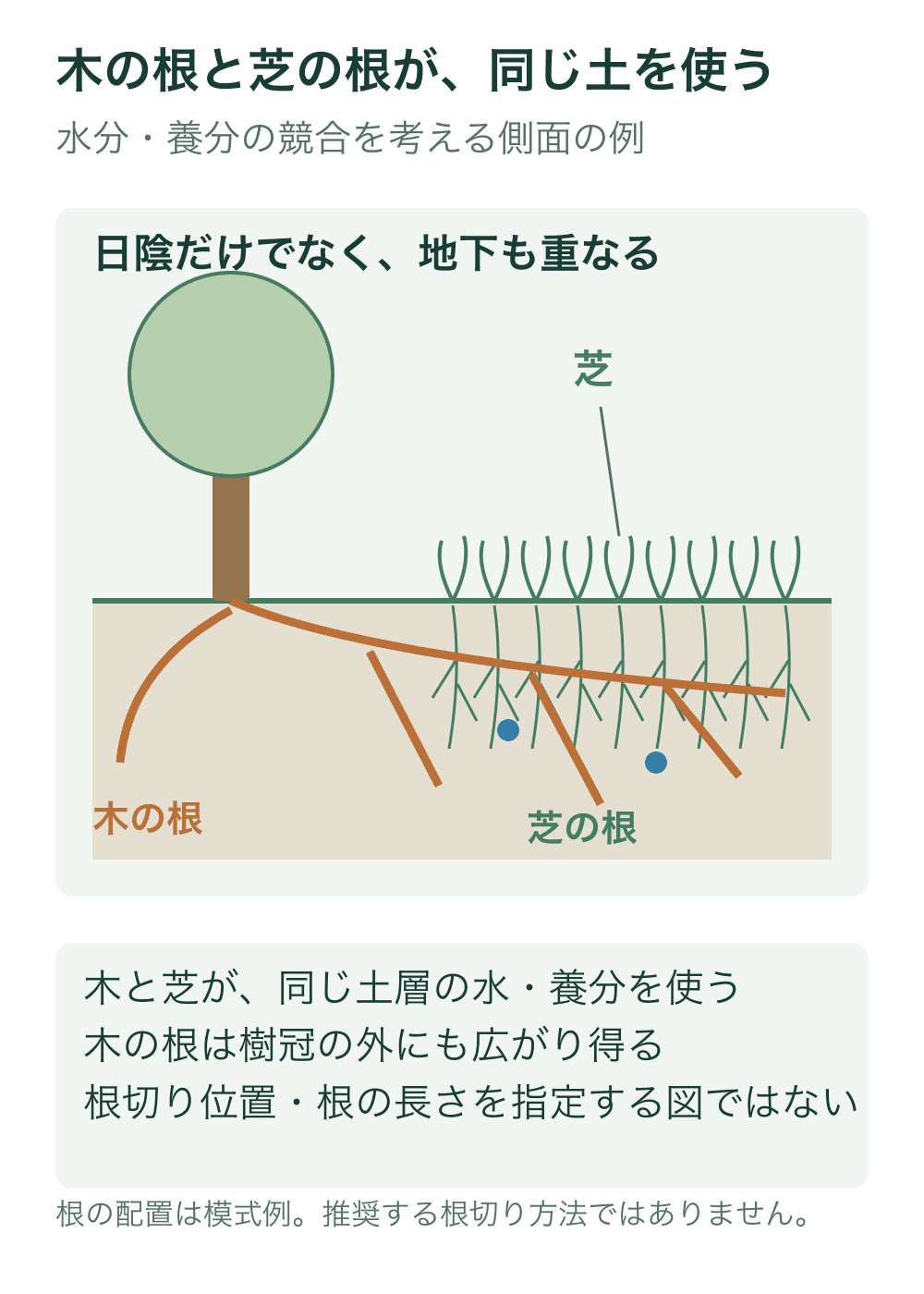 樹冠より外まで横へ伸びる木の根を橙、芝の細根を緑で描き、同じ浅い土層で重なる模式例を示す。根の長さ、深さ、吸水量の比率は示さない。