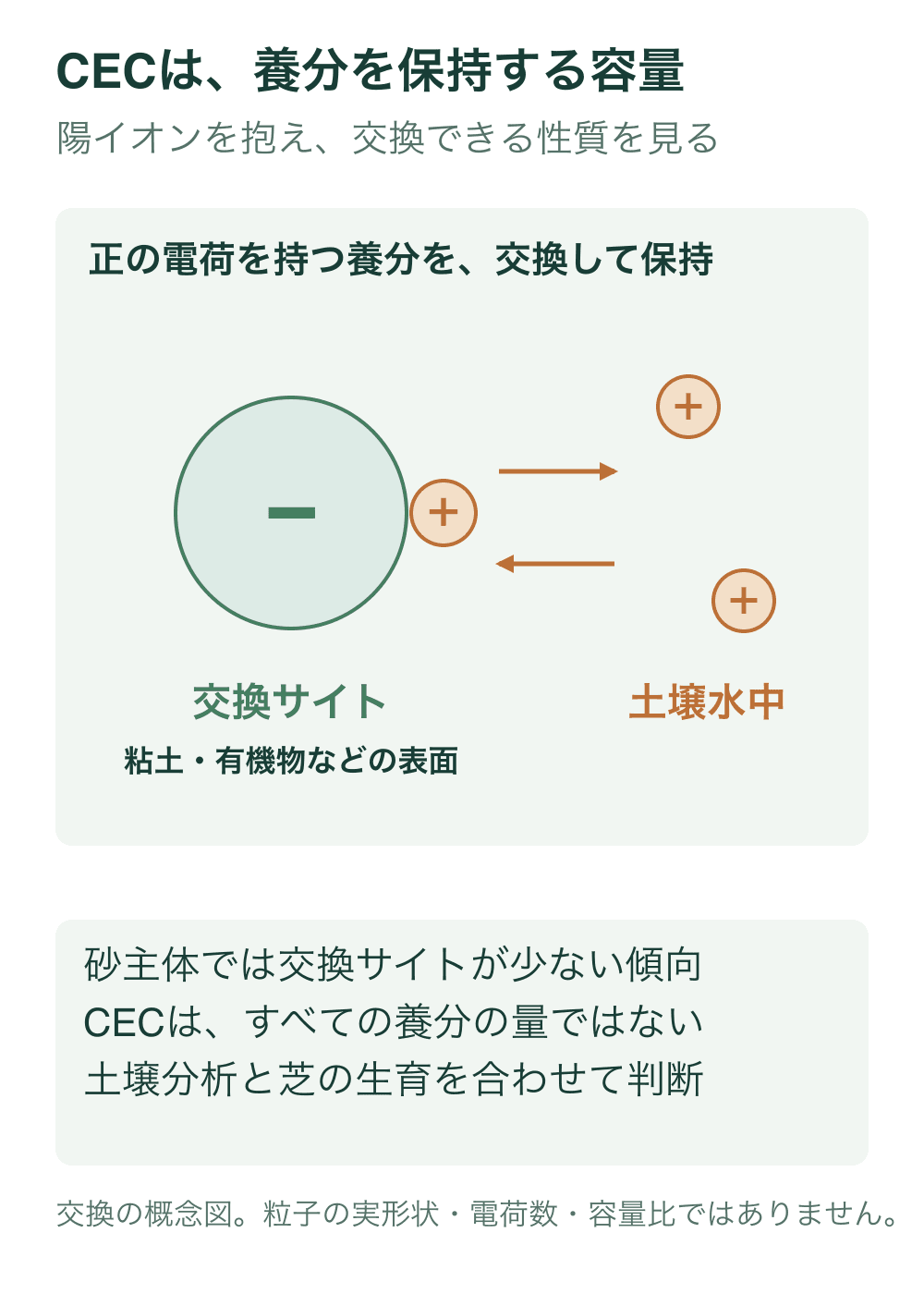 負の電荷を持つ交換サイトに正の電荷を持つ養分イオンが保持され、土壌水中の陽イオンと交換できる概念図。正負の記号は模式表現。