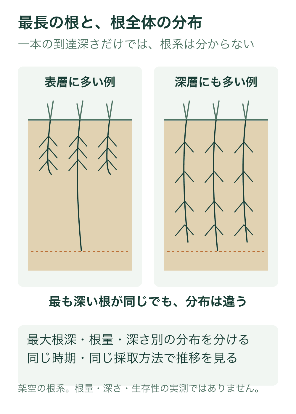 二つの同じ根域断面で最長の根の到達深さを同じ橙破線へそろえる。左は枝根が表層に多く、右は深層にも枝根が分布する模式比較。