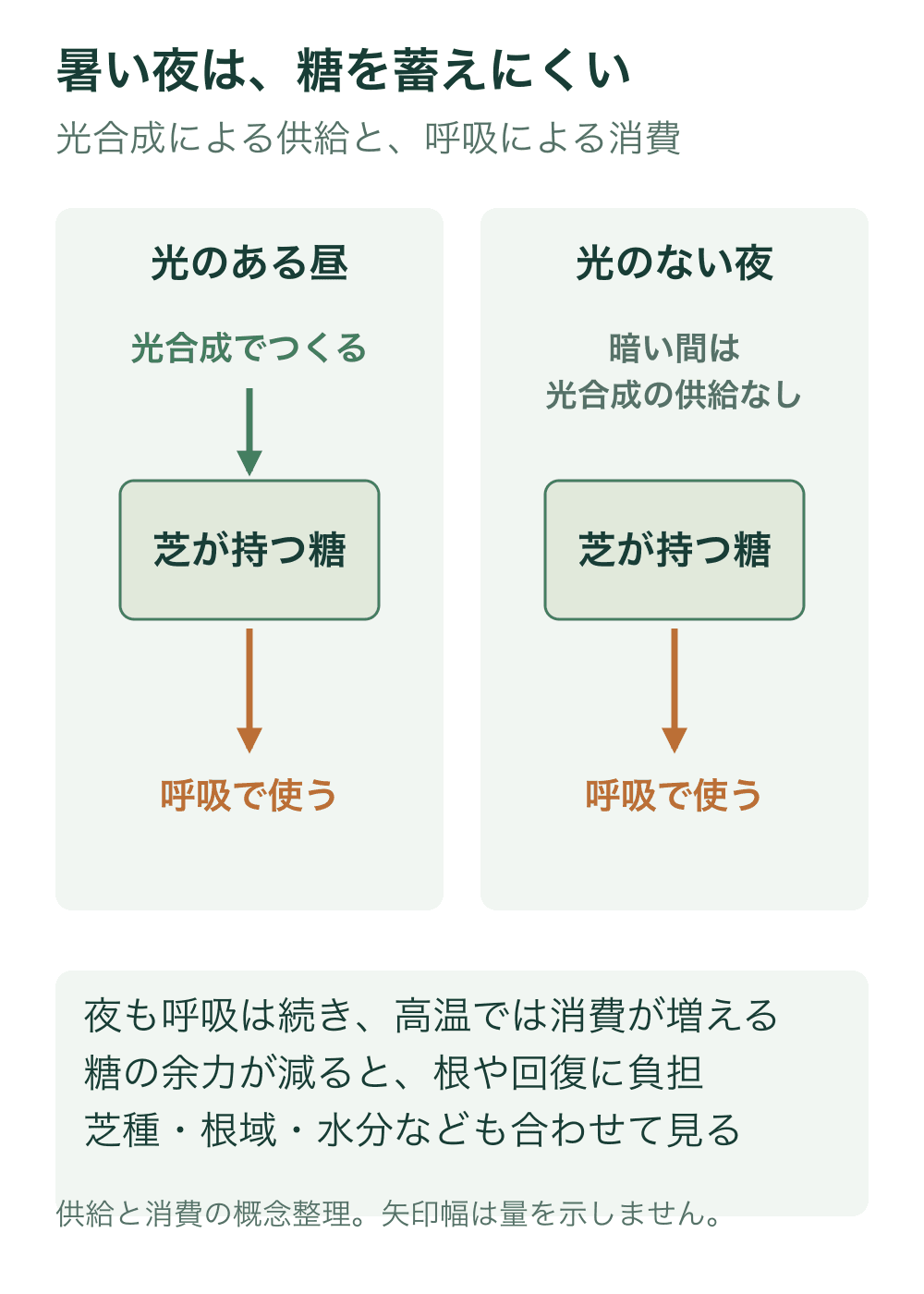 昼は光合成から糖の供給があり呼吸で消費する。光のない夜は光合成による供給がなくても呼吸による消費が続くことを二列で示す。