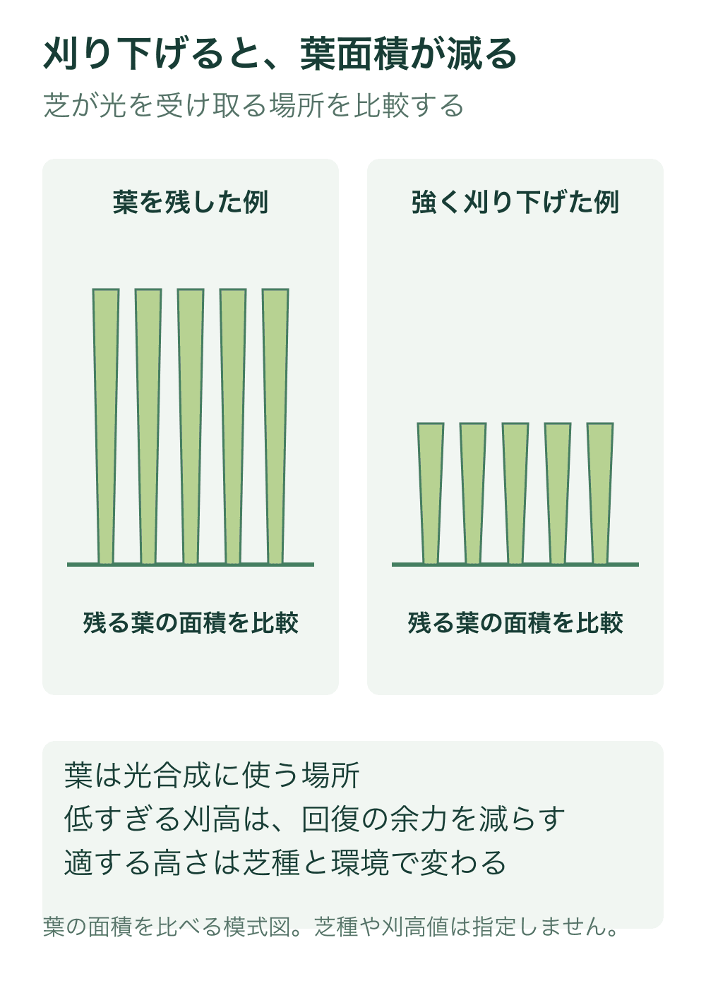 同じ本数・同じ幅の葉を同じ地面から描き、残す長さが異なる二例を示す。右は強く刈り下げて残る葉面積が少ない。