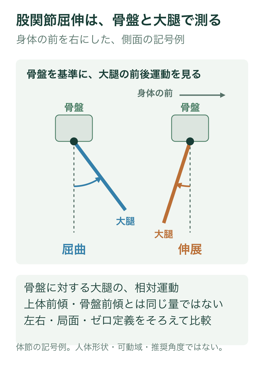 骨盤を緑のブロック、大腿を線で表し、骨盤に対して前方へ動く屈曲と後方へ動く伸展の方向を別々に示す。
