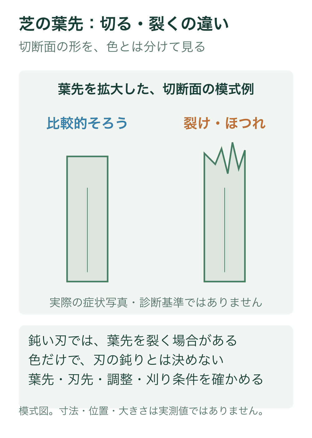 幅をそろえた二枚の葉身を模式化し、そろった先端と裂けた先端の形の違いを示す。実症状の写真や特定草種の同定図ではない。