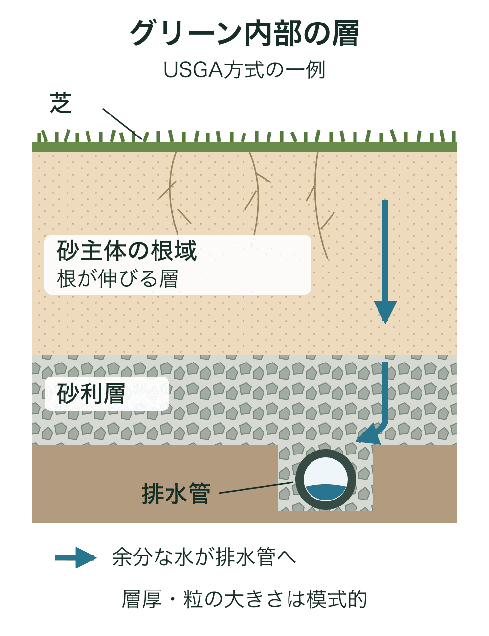 芝の下に砂主体の根域、砂利層、その下の溝に砂利で囲まれた排水管があり、余分な水が下へ移動する模式図。