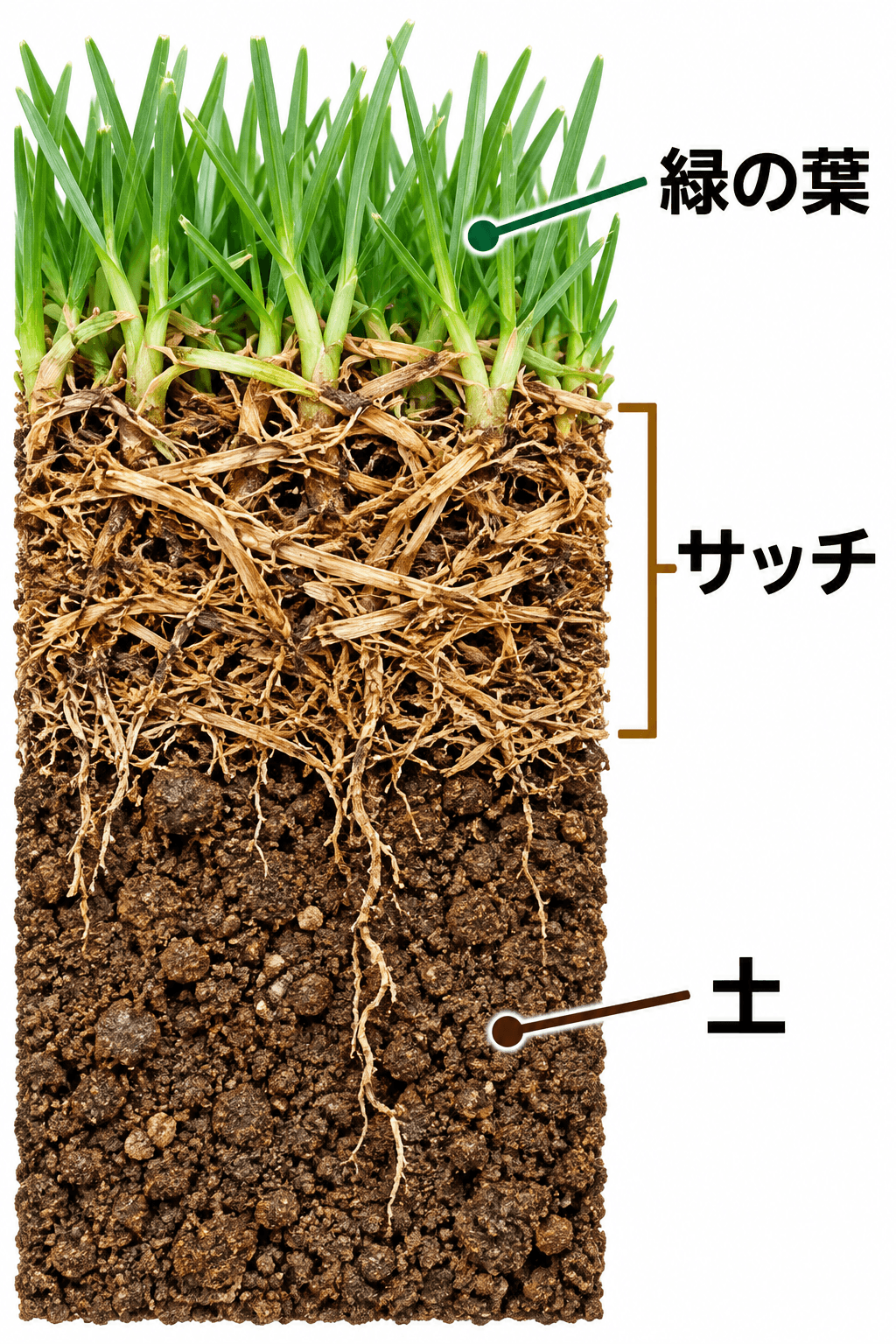 緑の芝葉と土の間に、茎や根などが絡んだサッチ層がある断面の模式図。