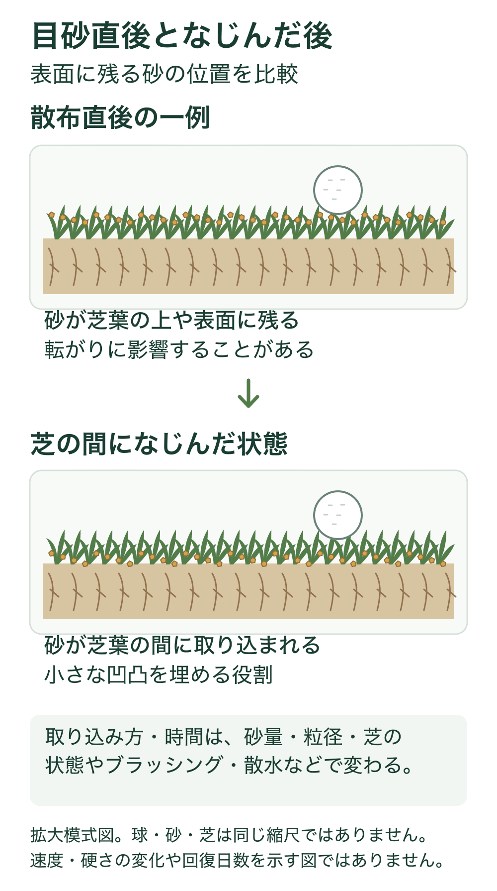 目砂直後と、砂が芝葉の間へ取り込まれた状態の拡大比較。芝・土・砂の総数を同じにし、砂の位置の違いを示す。散布直後は上部に残った砂が転がりへ影響し得る。図の球・砂・芝は同じ縮尺ではなく、固定日数や速度、硬さの変化は表していない。