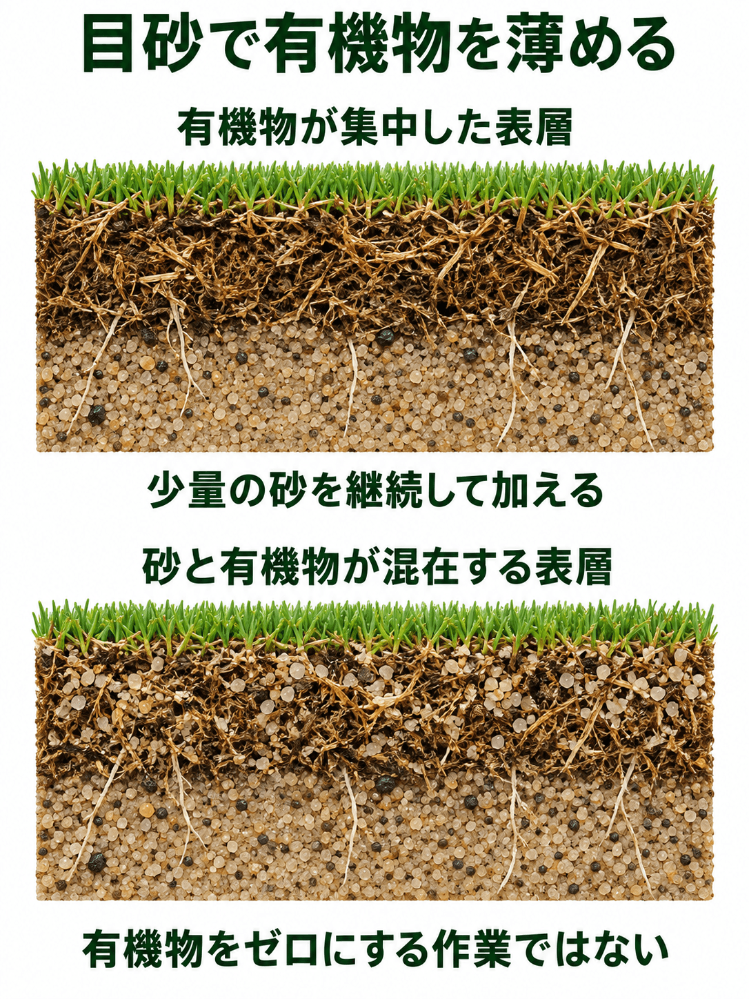 有機物が集中した芝の表層と、目砂を継続して砂粒と有機物が混在する表層の比較。下段にも有機物が残っている。