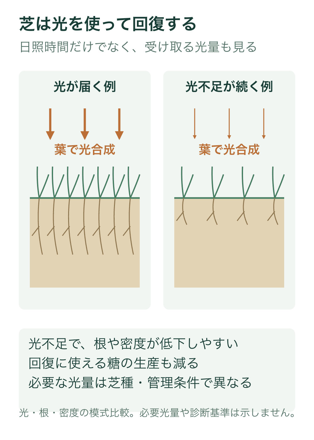 同じ芝の模式断面で、光が届く場合と長く光不足が続いて根や密度が低下した場合を比較する。光の矢印幅は概念的な比較で、実測光量ではない。