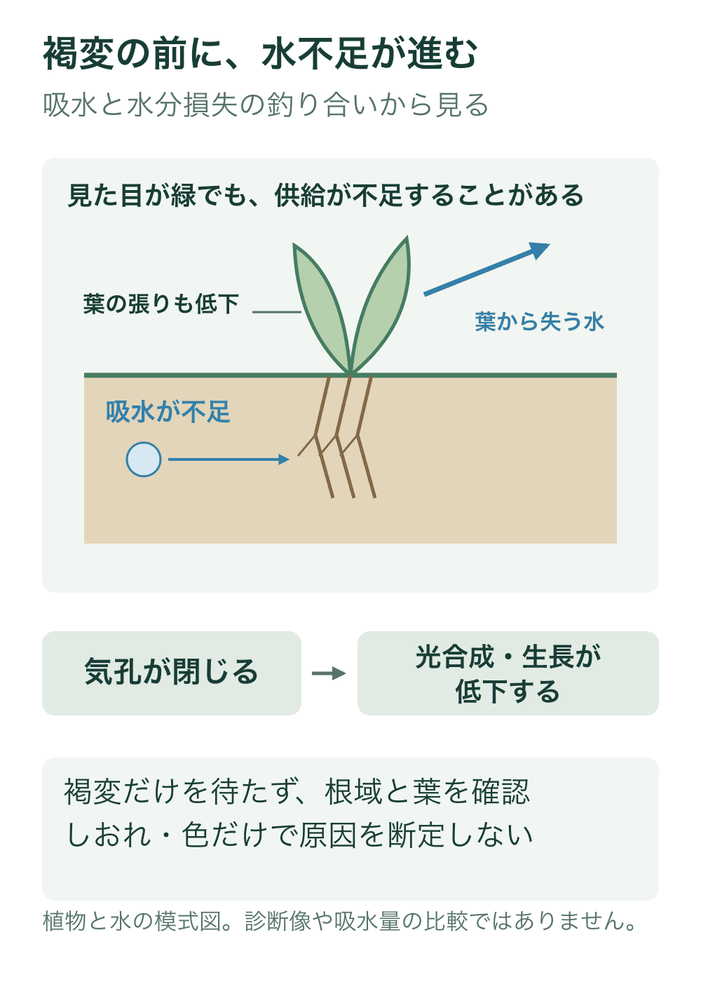 根からの水供給が葉からの水分損失に追いつかない植物の模式断面。葉がまだ緑でも内部の水分状態が低下し、気孔閉鎖に伴って光合成や生長が低下する流れを示す。