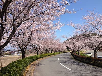 桜ゴルフ倶楽部 コース写真 1